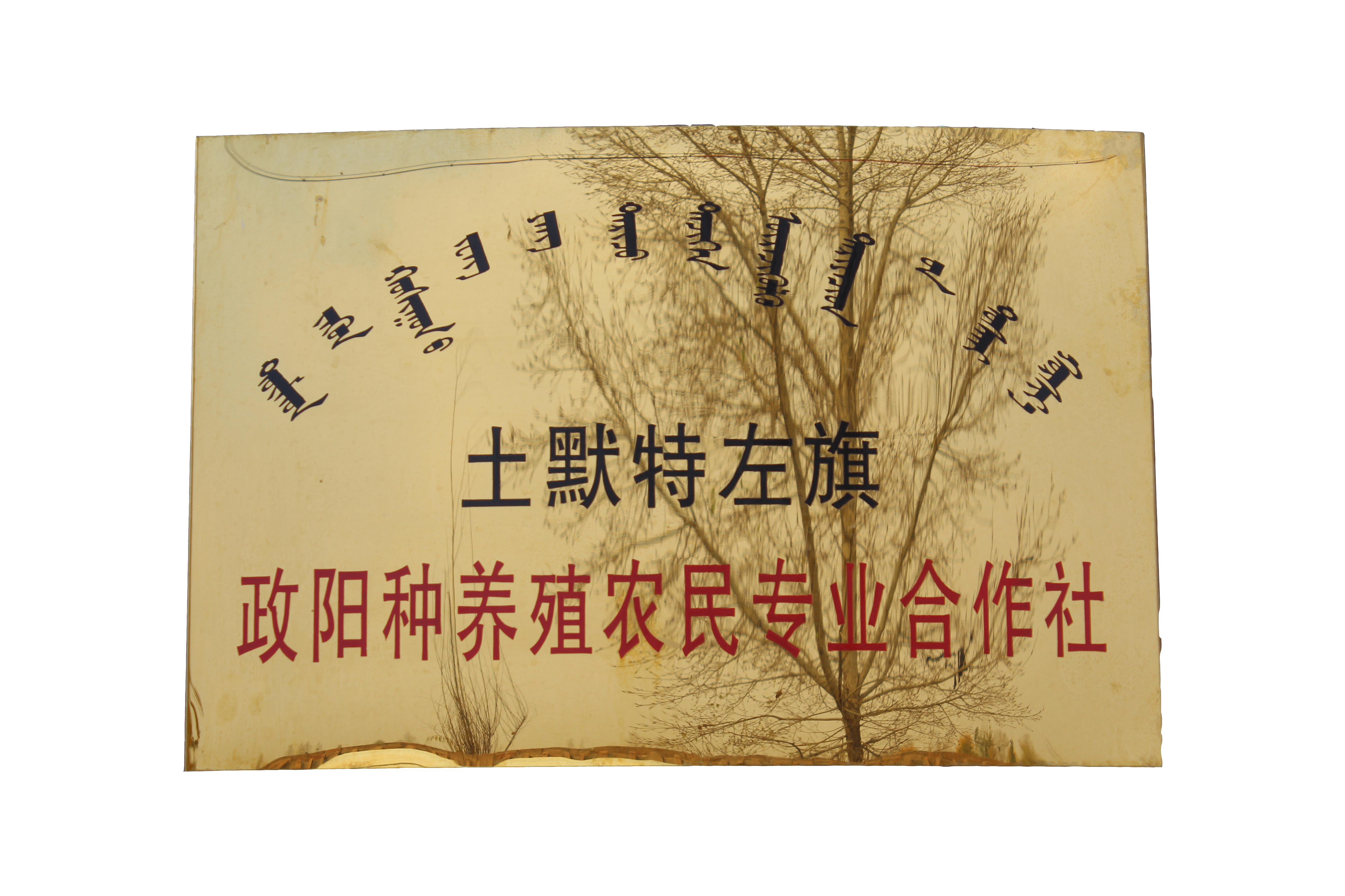 土默特左旗政陽(yáng)種養(yǎng)殖農(nóng)民專(zhuān)業(yè) 合作社簡(jiǎn)介